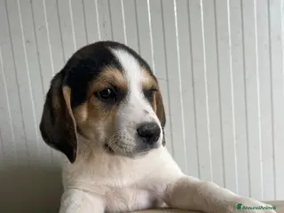 Meticcio cani ORIONE ASPETTA TE - Annuncio 16