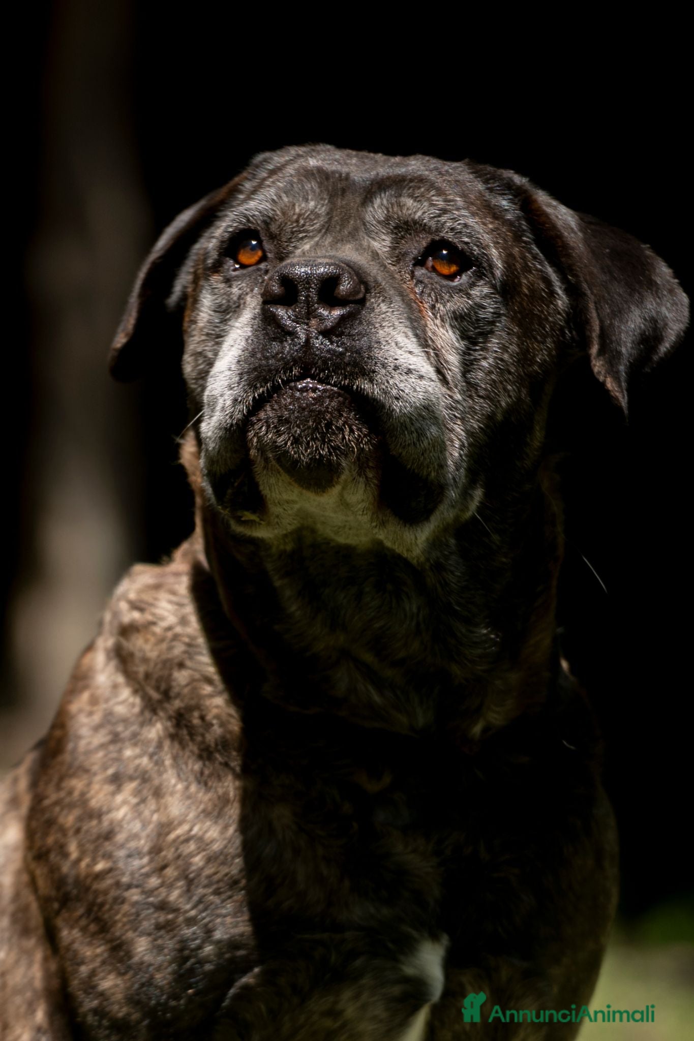 Meticcio cani MAMBO CERCA IL SUO MIRACOLO, ADOZIONE A DISTANZA - Annuncio 22