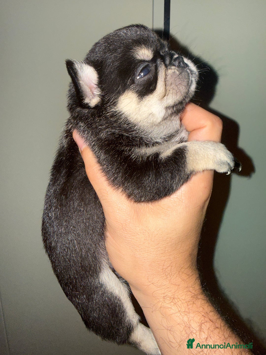 Chihuahua cani in vendita: Chihuahua - Annuncio 2