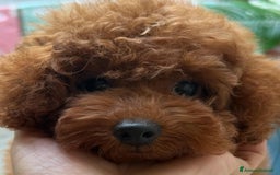 Barboncino cani in vendita: Barboncini piccoli nani color rosso scuro a Provincia di Savona - Immagine 5