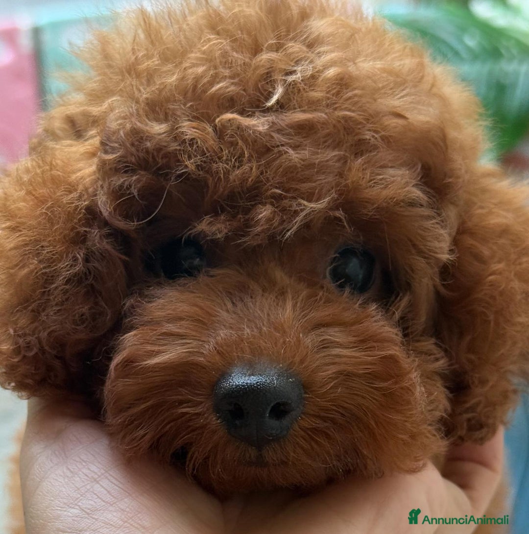 Barboncino cani in vendita: Barboncini piccoli nani color rosso scuro a Provincia di Savona - Immagine 5