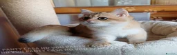 Scottish gatti in vendita: Cuccioli Scottish Straight - Annuncio 21