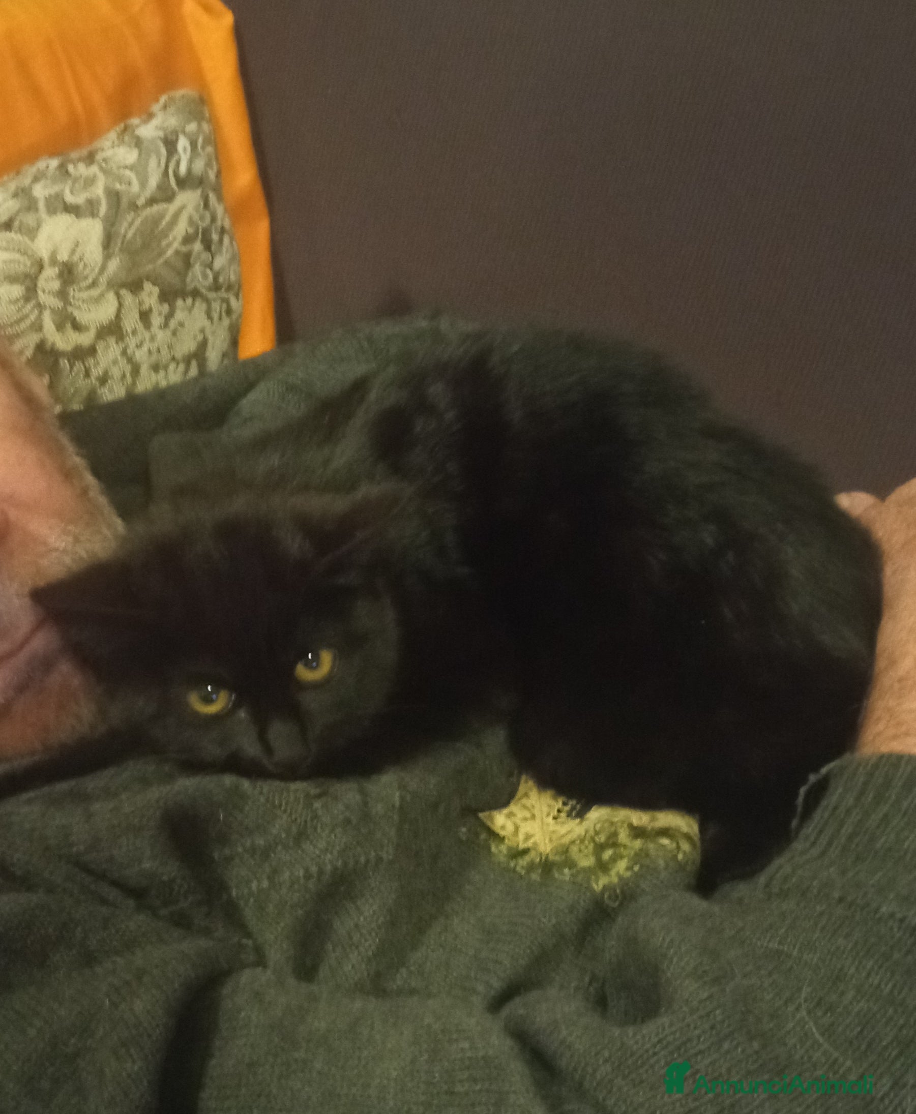 Altre razze gatti Micetto nero di quattro mesi cerca casa - Annuncio 10