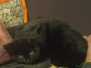 Altre razze gatti Micetto nero di quattro mesi cerca casa - Annuncio 9