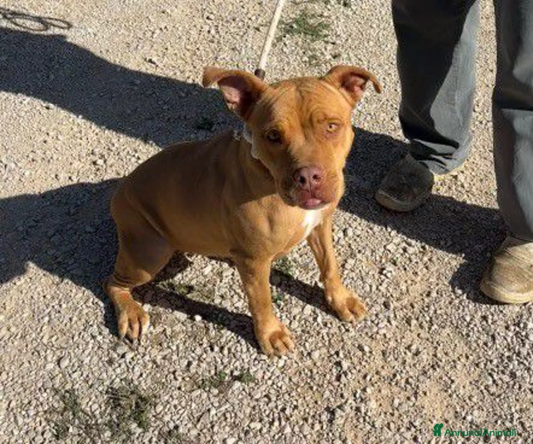 Pitbull cani in regalo: Regina, splendida pit dagli occhi marroni  - Annuncio 9