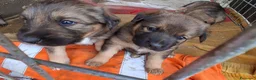Meticcio cani in regalo: Regalo cuccioli meticci a Valle d'Aosta - Annuncio 7