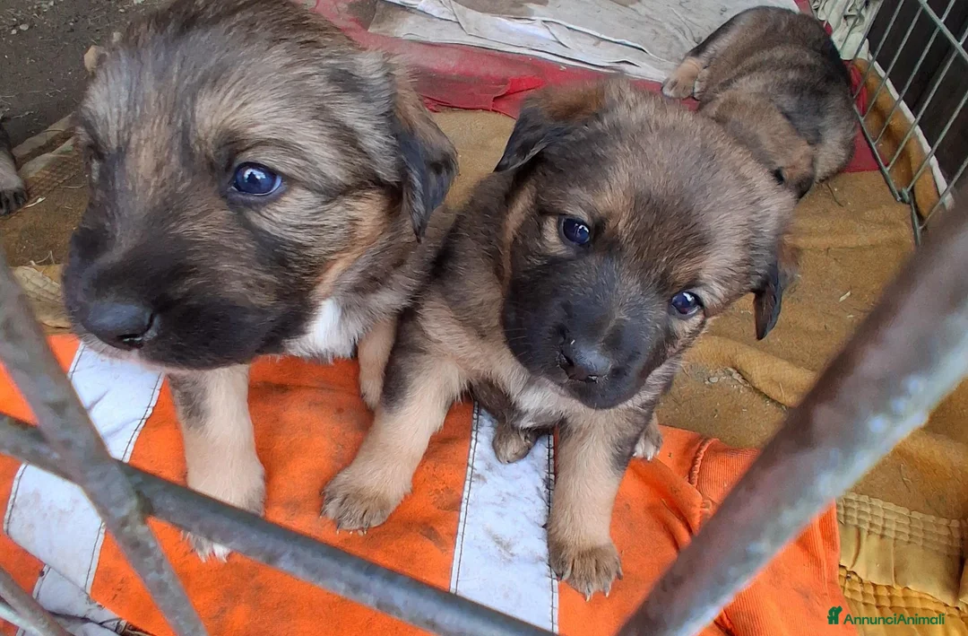 Meticcio cani in regalo: Regalo cuccioli meticci a Valle d'Aosta - Annuncio 7