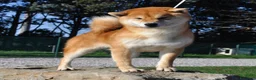 Shiba Inu cani in vendita: Cuccioli SHIBA INU  - Annuncio 9
