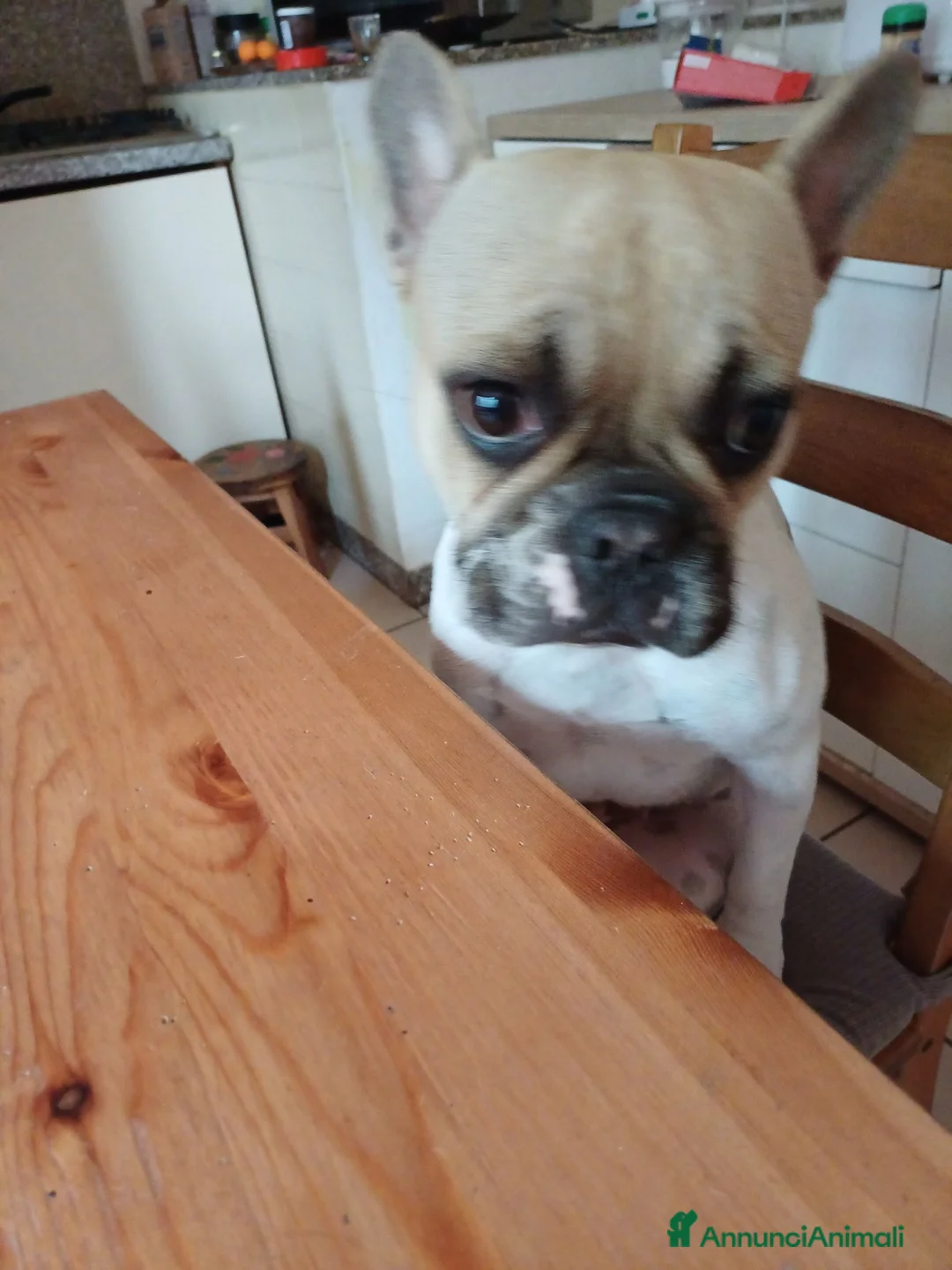 Bulldog Francese cani in regalo: Adozione  a Provincia di Fermo - Annuncio 2