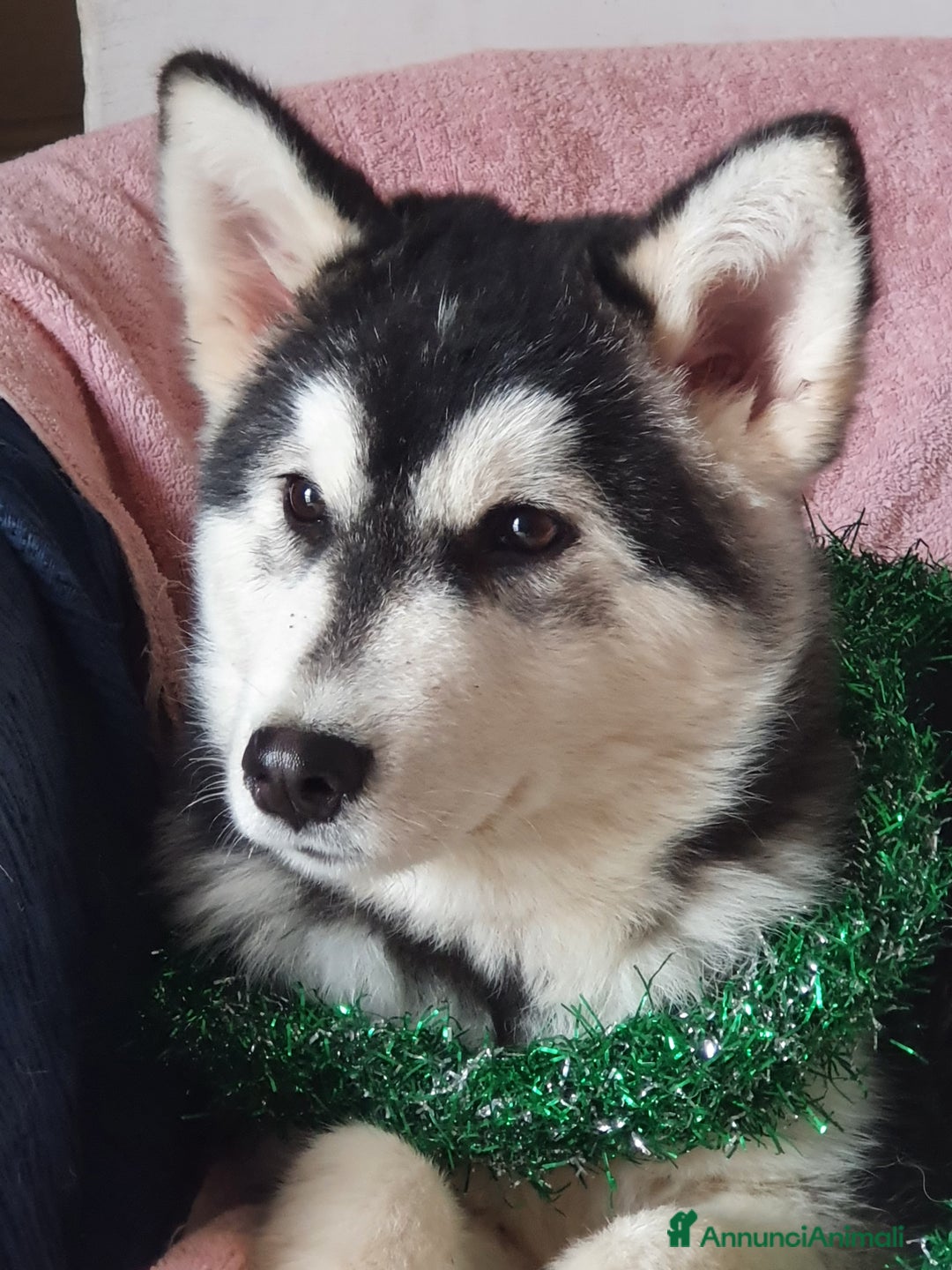 Alaskan Malamute cani in vendita: Alaskan Malamute cuccioli maschi - Annuncio 1