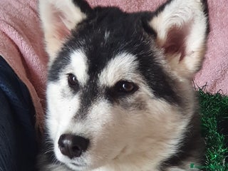 Alaskan Malamute cani Alaskan Malamute cuccioli maschi - Annuncio 1