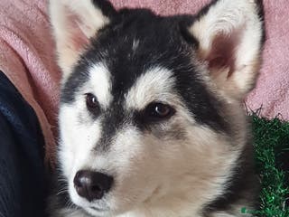 Alaskan Malamute cani Alaskan Malamute cuccioli maschi - Annuncio 4