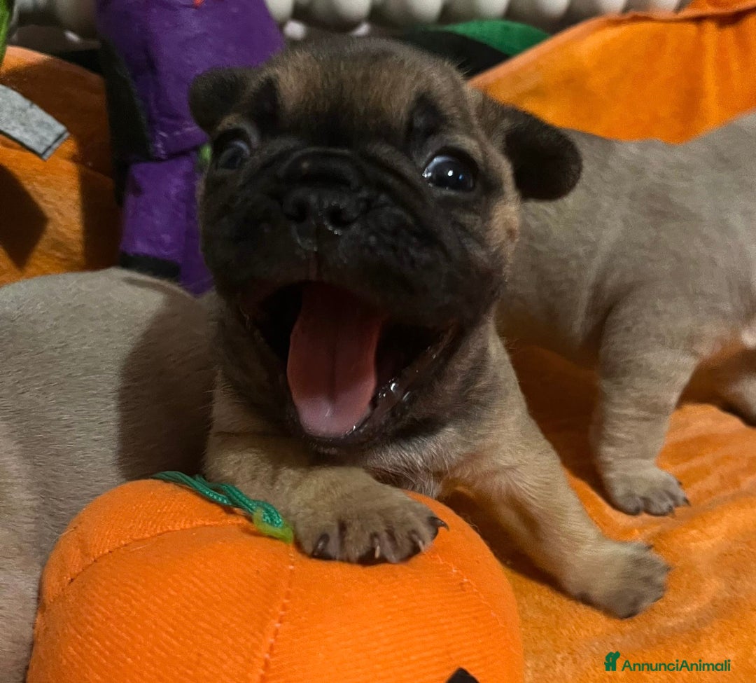 Bulldog Francese cani in vendita: Cuccioli di bulldog francese  - Annuncio 2