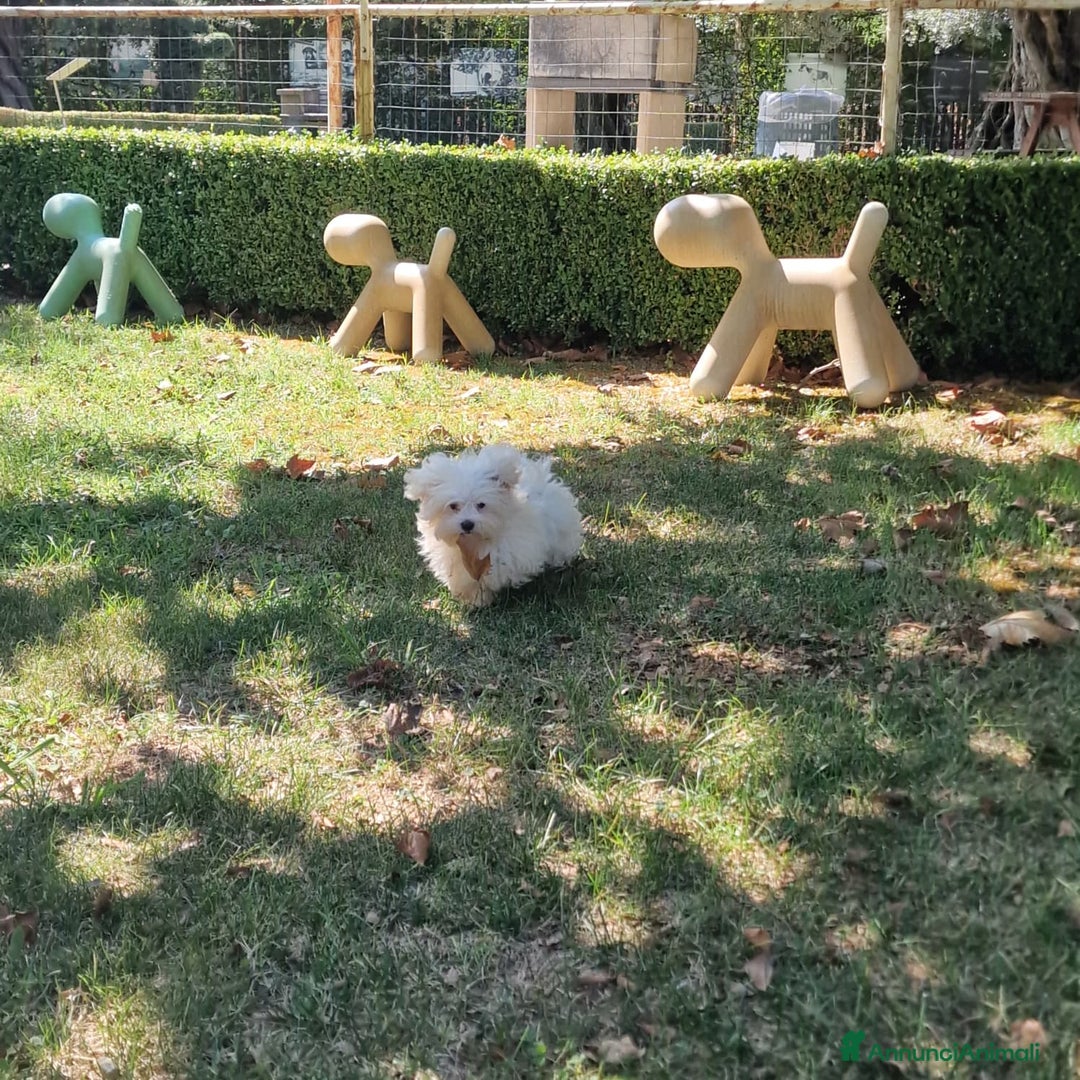 Maltese cani in vendita: MALTESINO - Immagine 3