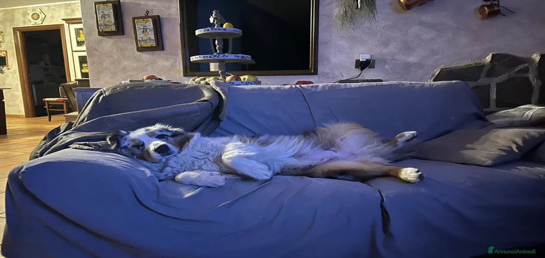 Immagine della galleria {{count}}