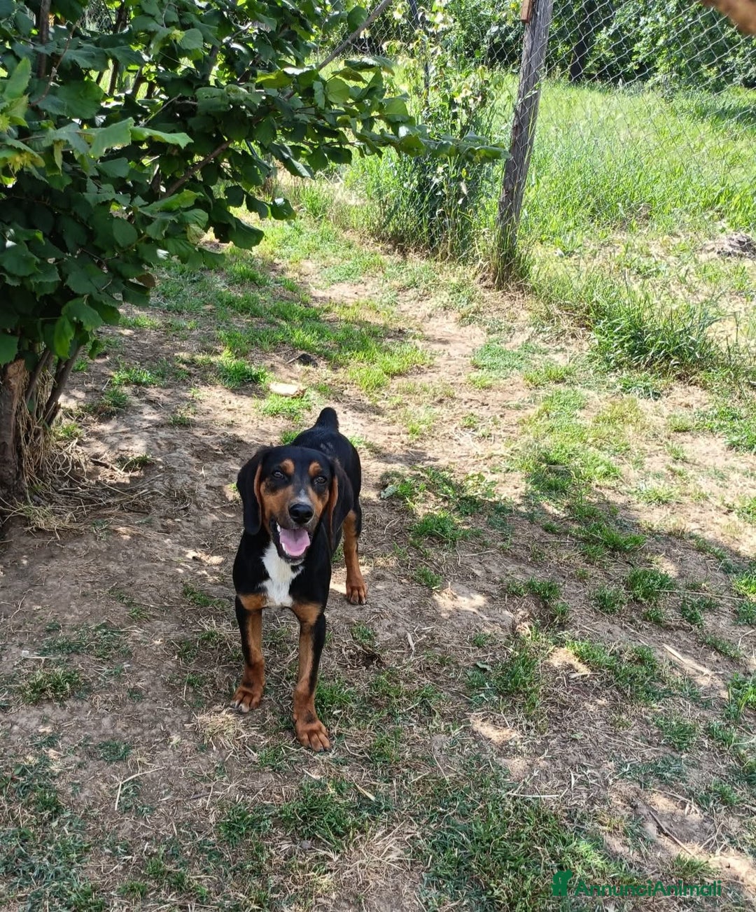 Meticcio cani in regalo: Oscar  a Provincia di Viterbo - Annuncio 3