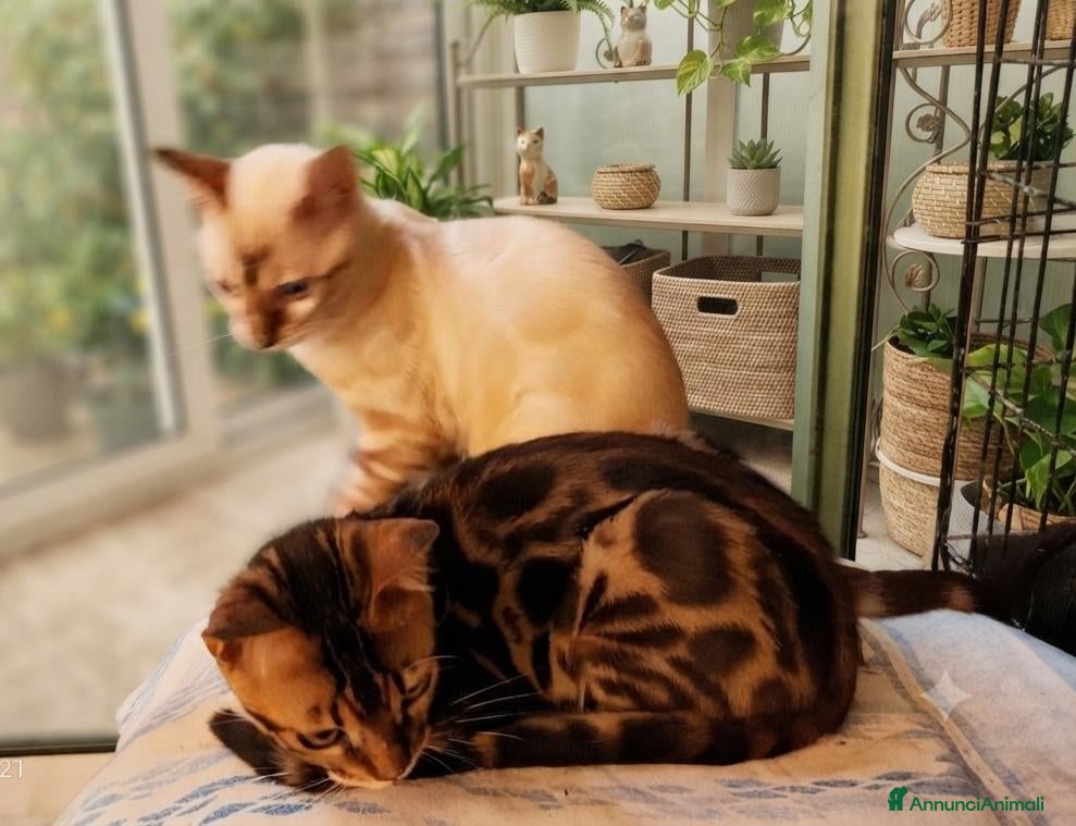 Bengala gatti Bengala maschio Brown, femmina Snow  - Annuncio 1