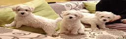 Bichon cani in vendita: Cuccioli Bichon Frisee - Annuncio 6