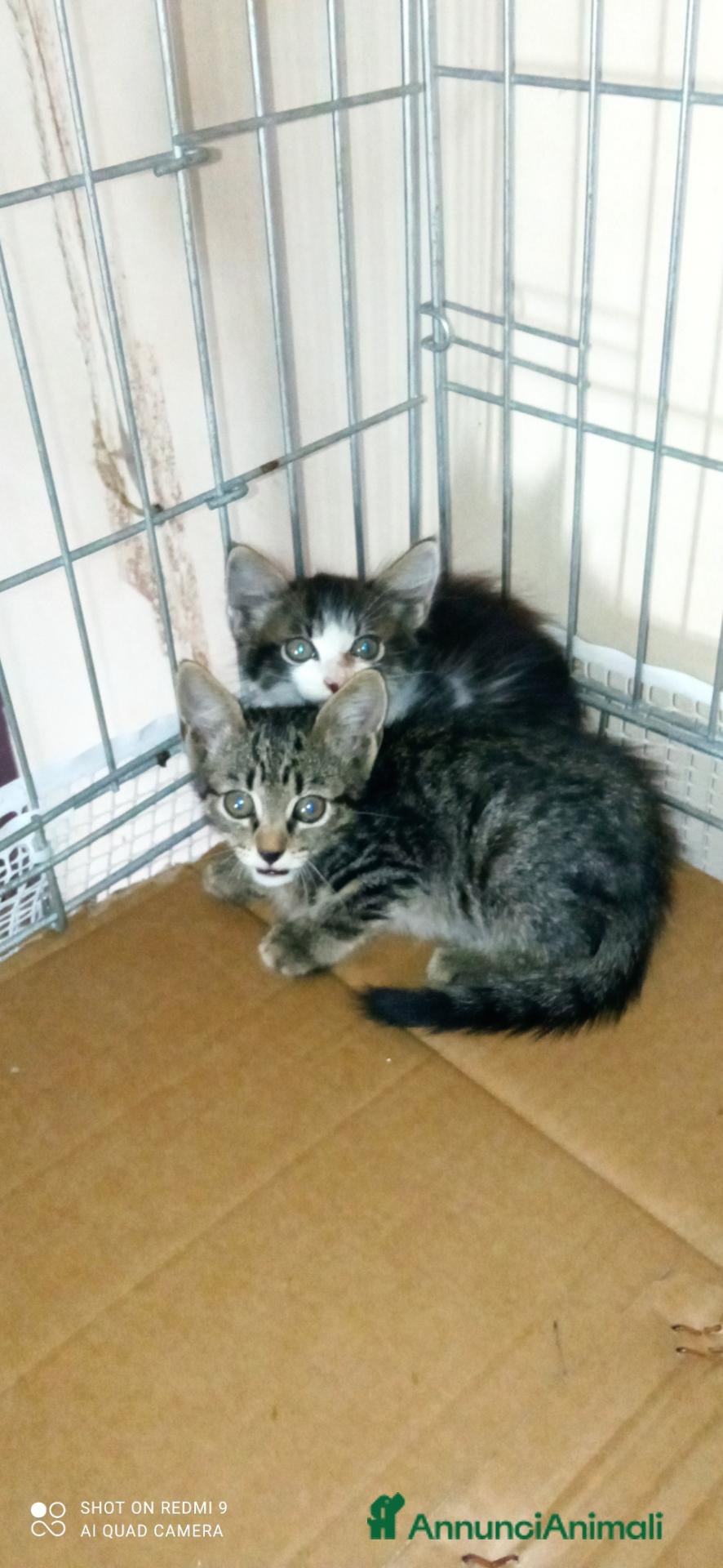 Meticcio gatti Micetti di due mesi cercano casa - Annuncio 8
