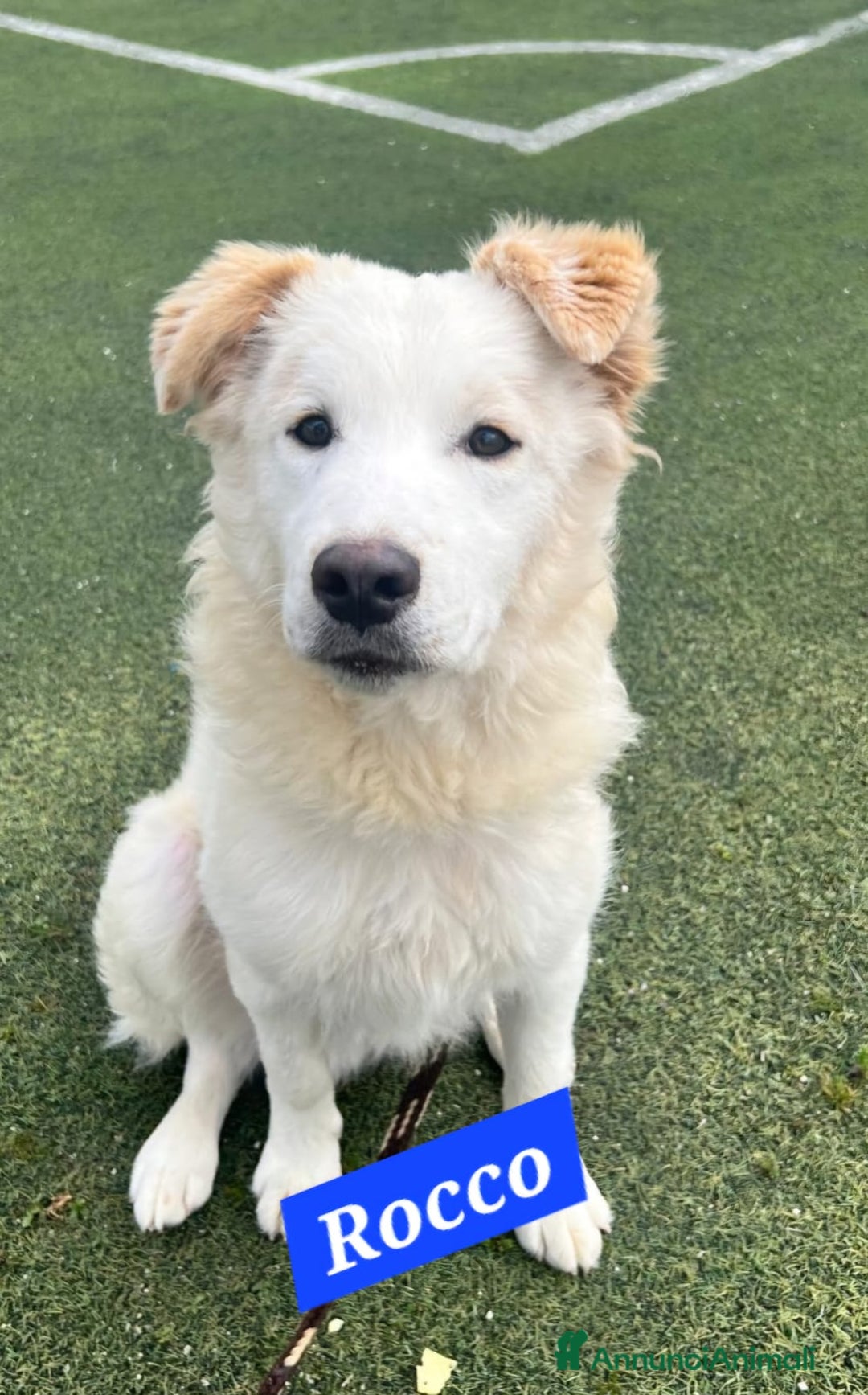 Meticcio cani in regalo:  9mesi tg media gli altri cani lo aggrediscono!!! a Città metropolitana di Milano - Annuncio 4