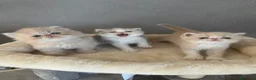 Exotic Shorthair gatti in vendita: Cuccioli Exotic e persiano  - Annuncio 3