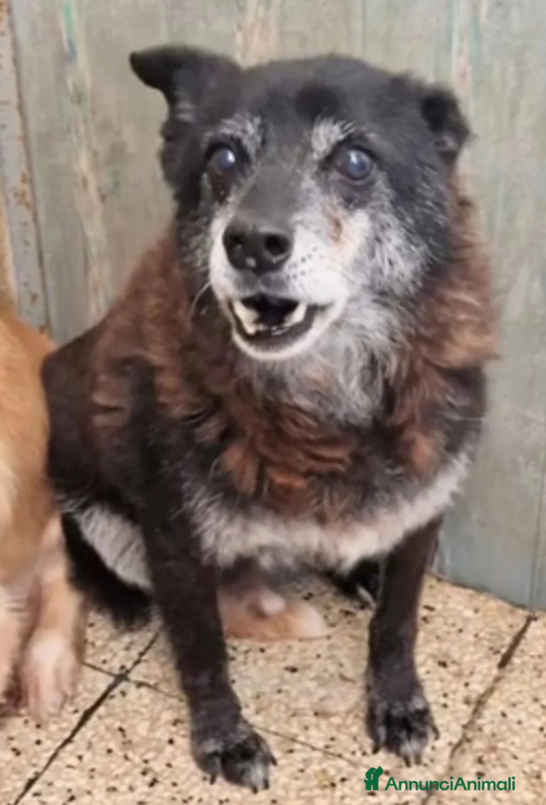 Meticcio cani in regalo: Skizzo 10anni TOGLIAMOLO DAL CANILE!! PUGLIA SOS - Annuncio 4