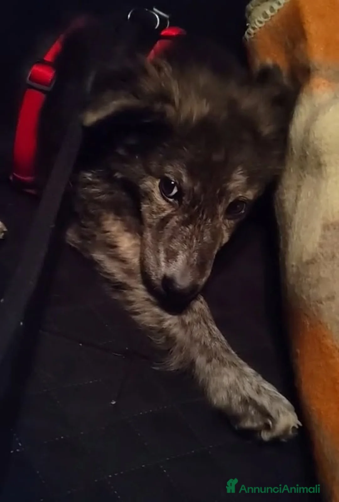 Meticcio cani in regalo: DOLCE GREY, MORBIDO CUCCIOLO - Annuncio 7