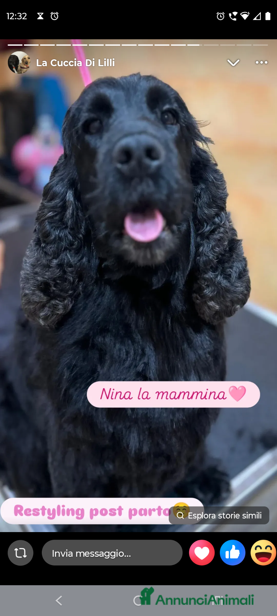Cocker cani in vendita: Cocker spaniel francini's  - Annuncio 1