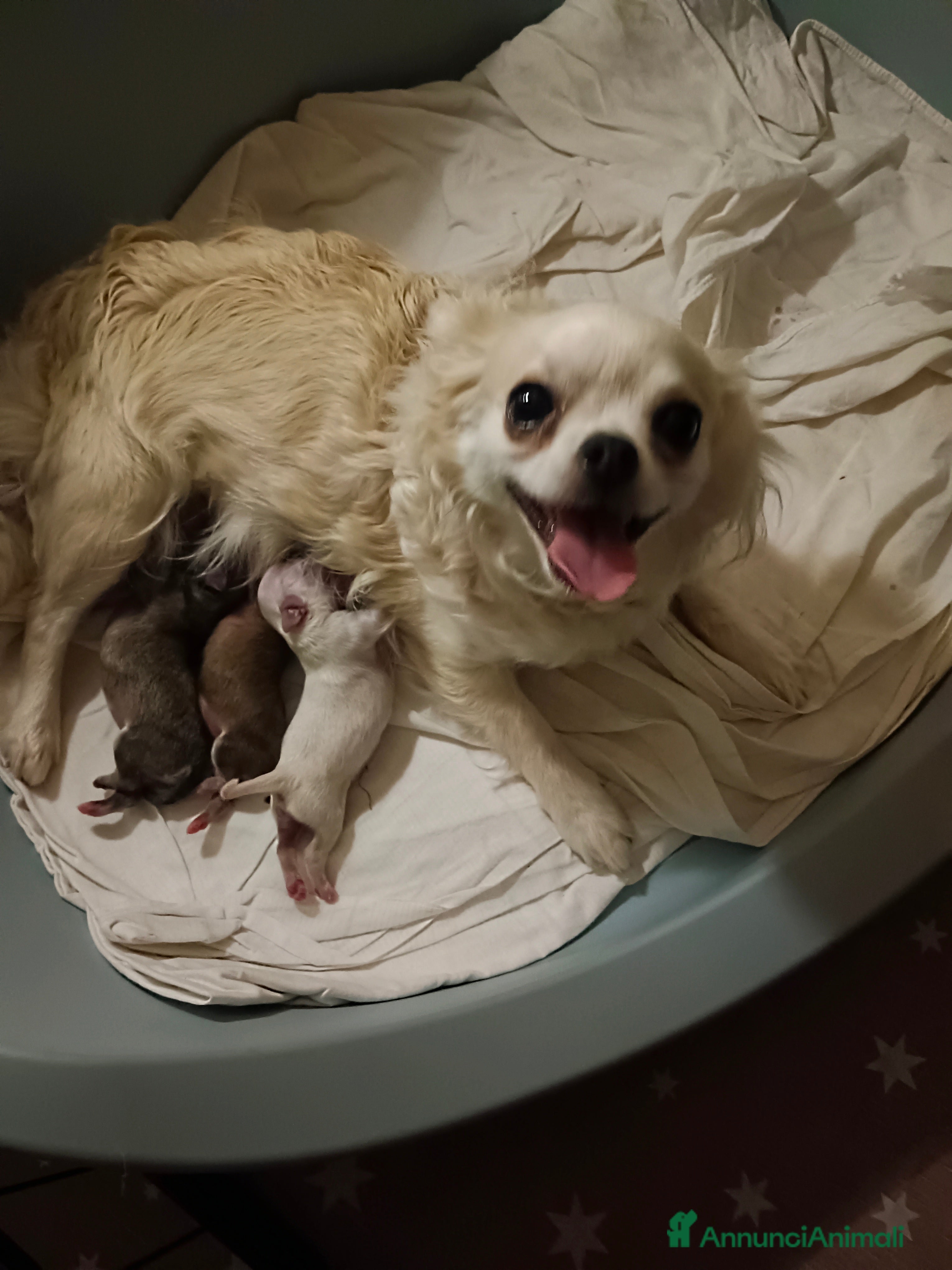 Chihuahua cani Otello&Febo a Provincia di Treviso - Annuncio 1