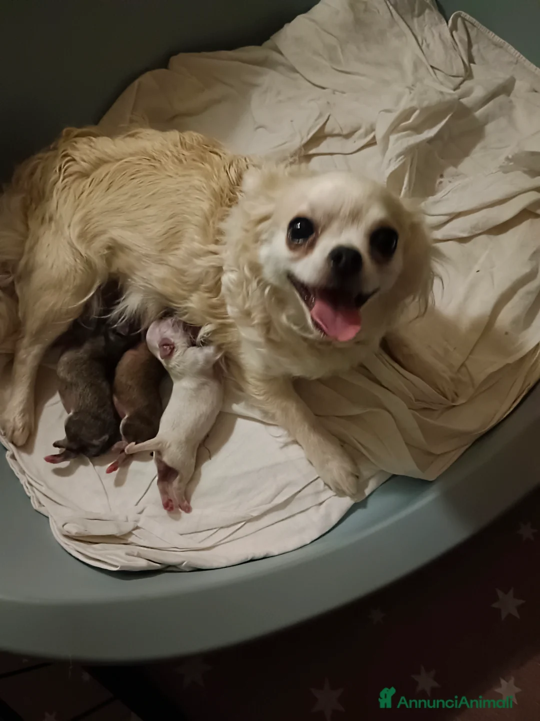 Chihuahua cani in vendita: Otello&Febo a Provincia di Treviso - Annuncio 1