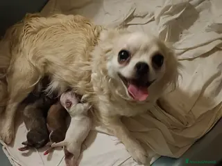 Chihuahua cani Otello&Febo a Provincia di Treviso - Annuncio 10