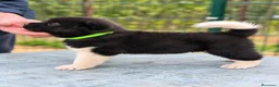 Akita Americano cani in vendita: Cuccioli Akita Americano  - Annuncio 7