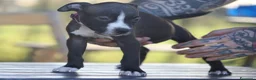 Pitbull cani in vendita: Cuccioli Pit Bull con pedigree anche a rate - Annuncio 22