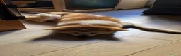 Akita Inu cani in regalo: Akita in affido  - Annuncio 4