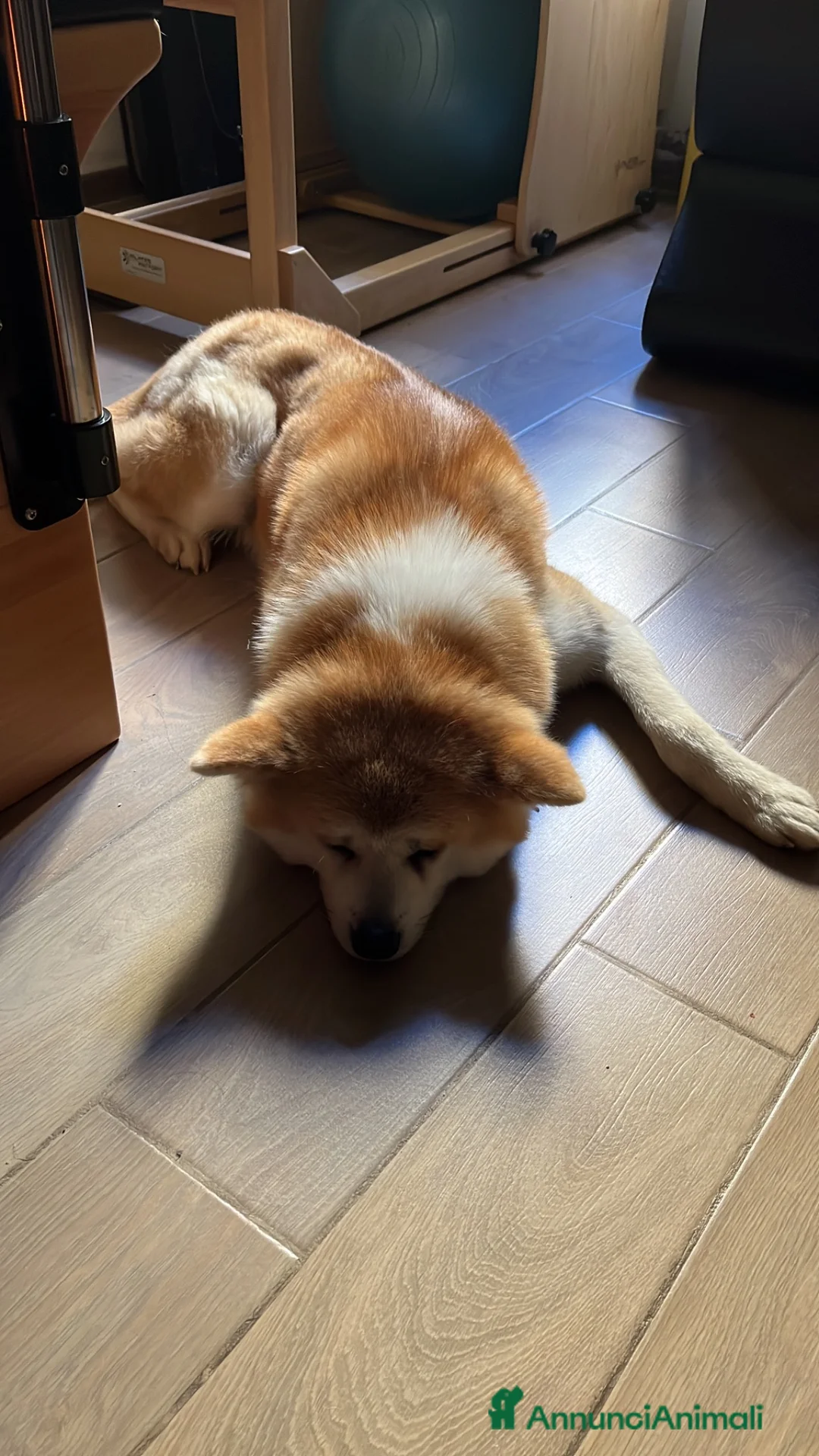 Akita Inu cani in regalo: Akita in affido  - Annuncio 4