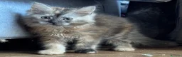 Maine Coon gatti in vendita: MAINE COON BLACK SOLID pedigree aperto, in 3 rate  - Annuncio 6