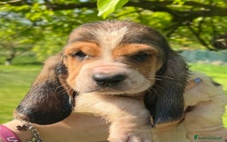 Bassethound cani in vendita: Cuccioli bassethound a Province of Piacenza - Immagine 5