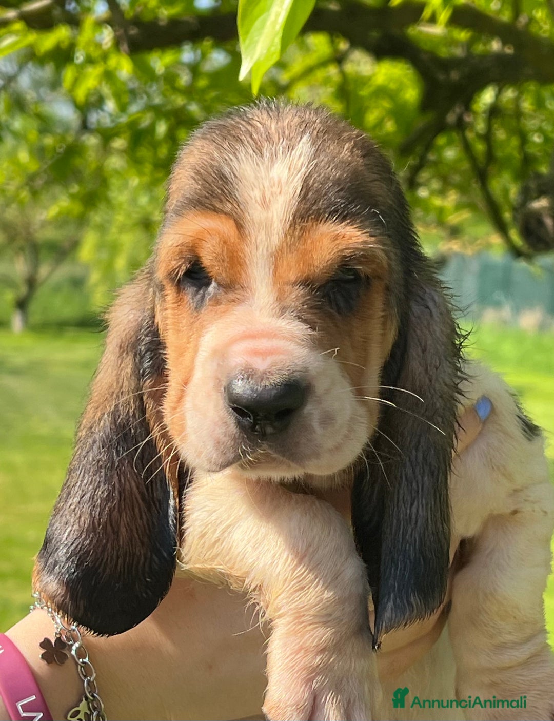 Bassethound cani in vendita: Cuccioli bassethound a Province of Piacenza - Immagine 5