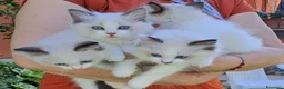 Ragdoll gatti in vendita: Piccoli ragdoll cercano casa a Provincia di Perugia - Annuncio 2