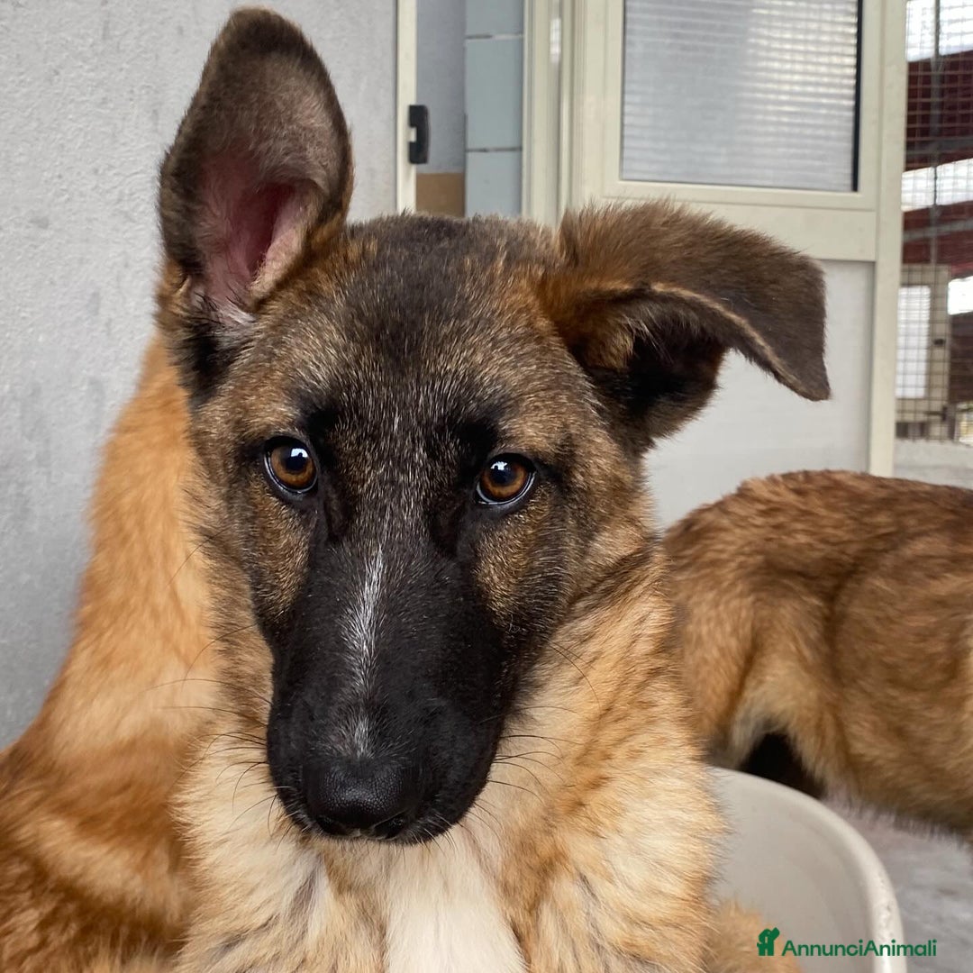 Meticcio cani in regalo: DAFNE cucciolona incrocio pastore belga adozione - Annuncio 3