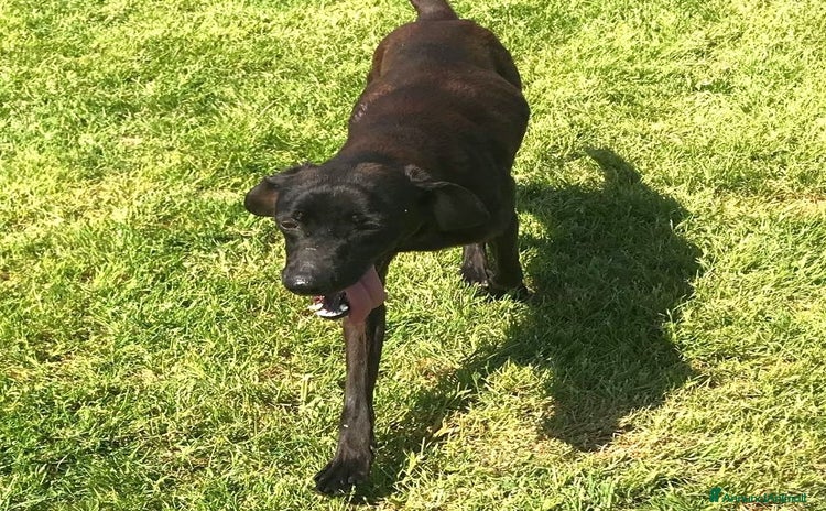 Meticcio cani a Provincia di Latina - Annuncio 2