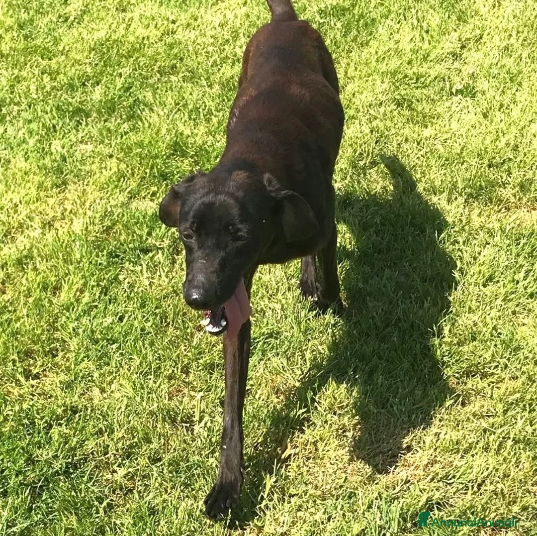 Meticcio cani in regalo: Cola giovanissima simil labrador a Provincia di Latina - Annuncio 1