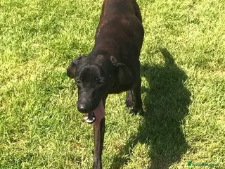 Meticcio cani Cola giovanissima simil labrador - Annuncio 32