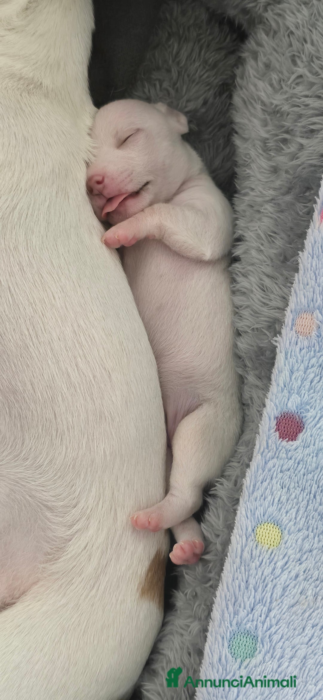 Chihuahua cani in vendita: Cuccioli di chihuahua - Annuncio 7