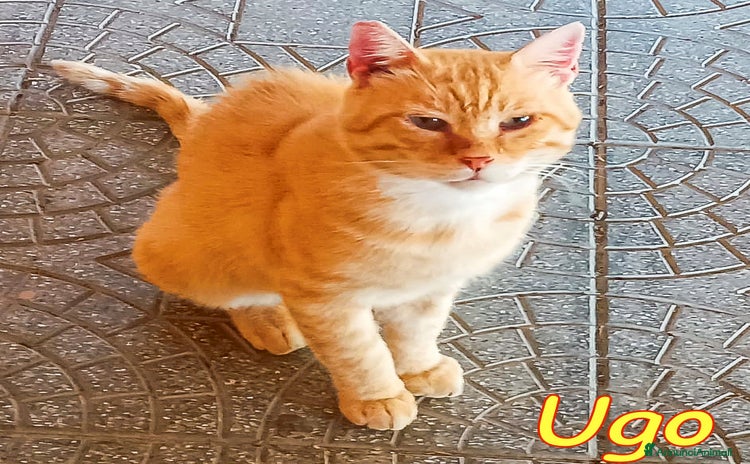 Europeo gatti a Provincia di Alessandria - Annuncio 12