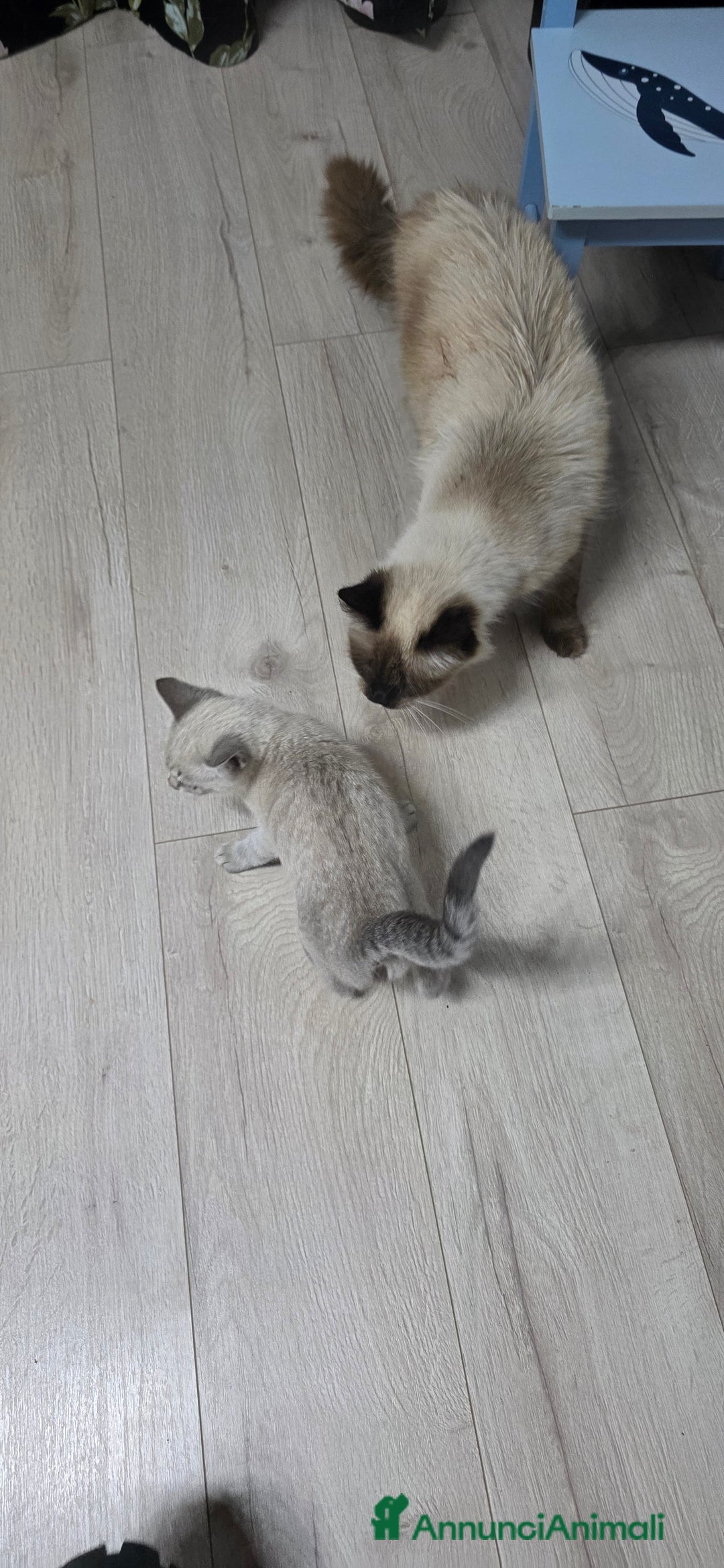 Certosino gatti in regalo: Adorabili Cuccioli di Gatto Grigio e Crema  - Annuncio 5