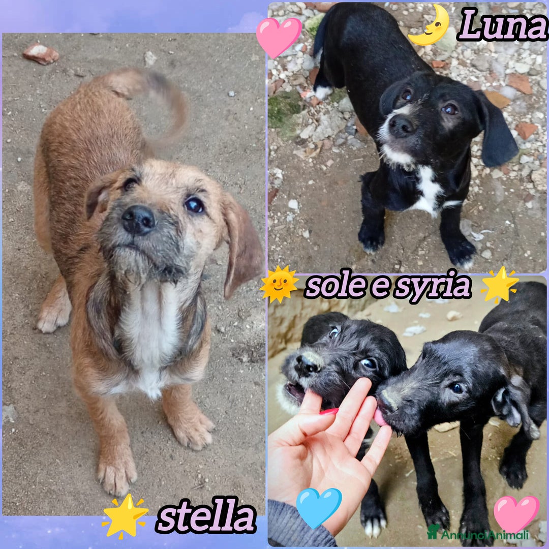 Meticcio cani in regalo: CUCCIOLI MIX SPINONCINI - Annuncio 1