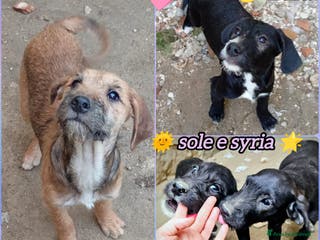 Meticcio cani CUCCIOLI MIX SPINONCINI - Annuncio 39