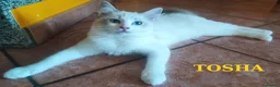 Ragdoll gatti in vendita: Ultima femmina di Razza Ragdoll disponibili - Annuncio 6