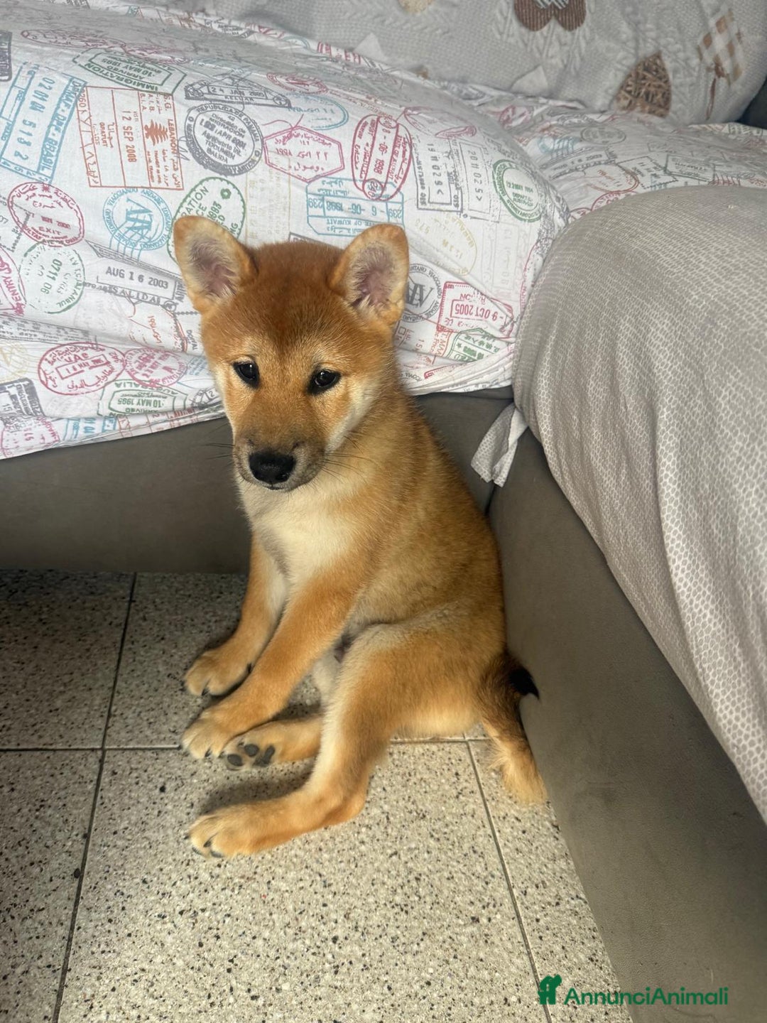 Shiba Inu cani in vendita: Cuccioli Sbiba Inu  - Immagine 1